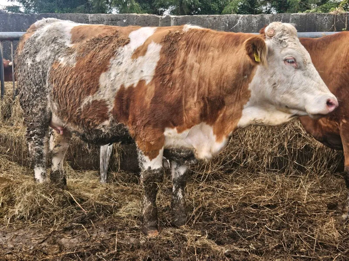 Simmental springing heifer - Image 4