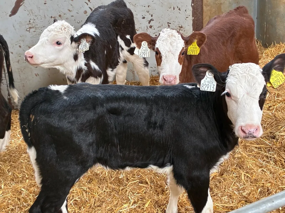 5 Smashing HEX Heifer Calves - Image 1