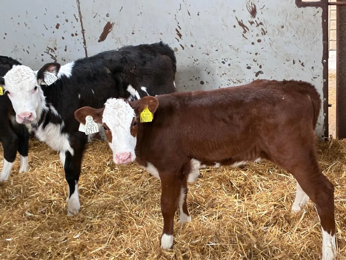 5 Smashing HEX Heifer Calves - Image 2