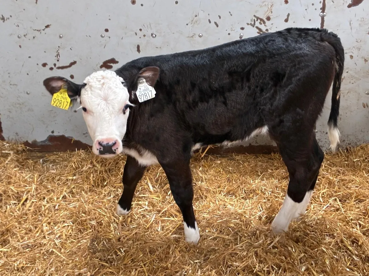 5 Smashing HEX Heifer Calves - Image 3
