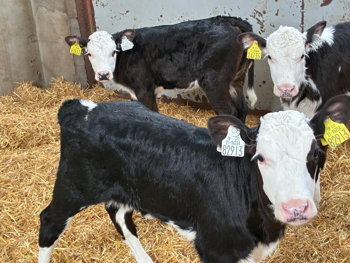 5 Smashing HEX Heifer Calves - Image 4