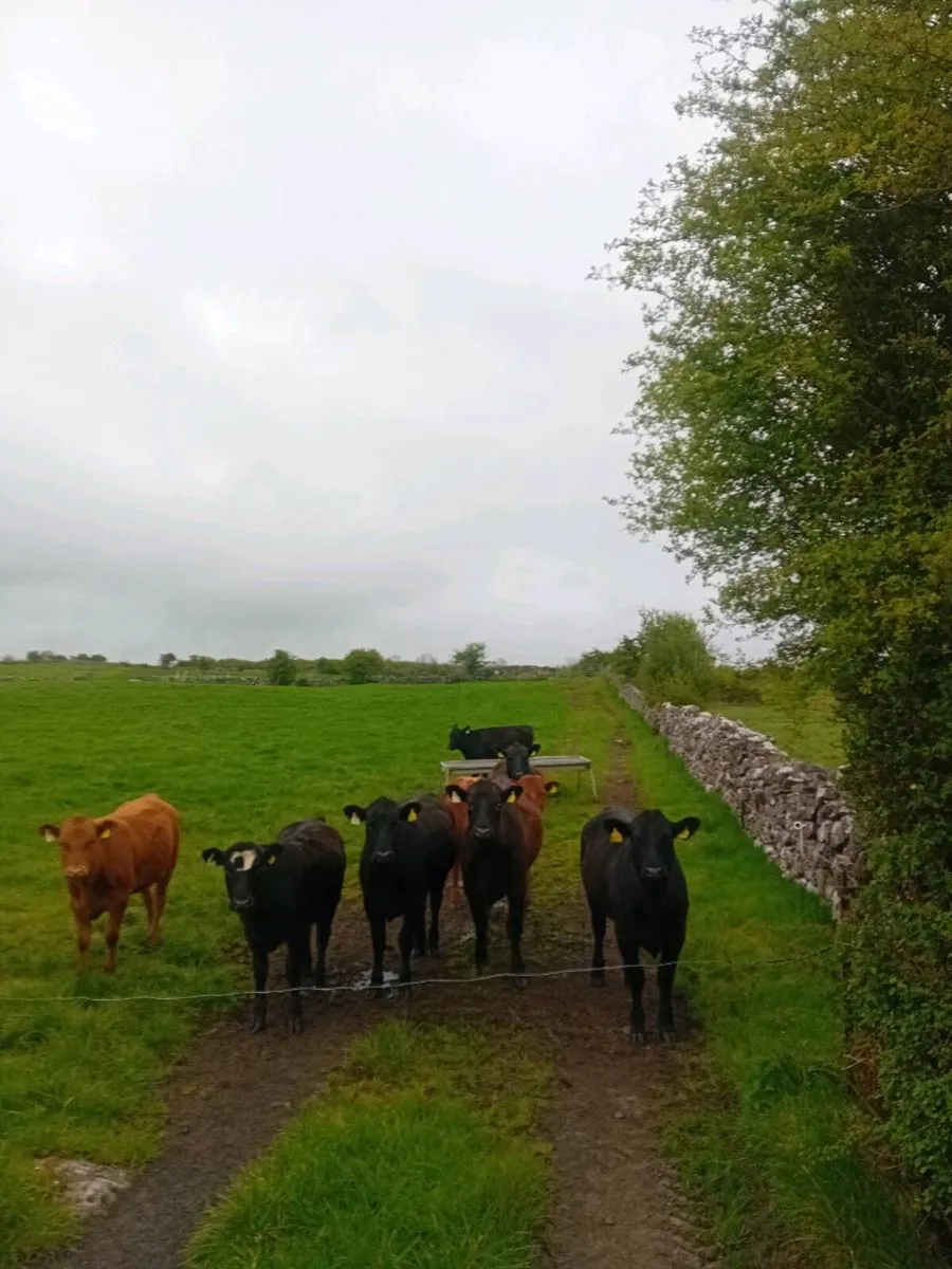 8 Angus weanling heifers - Image 1
