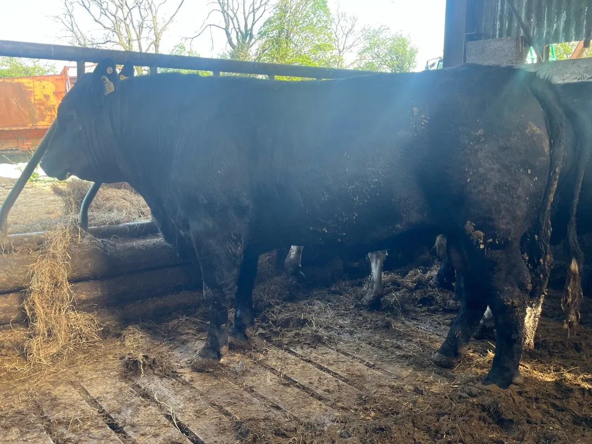 Angus AA Bulls - Image 1