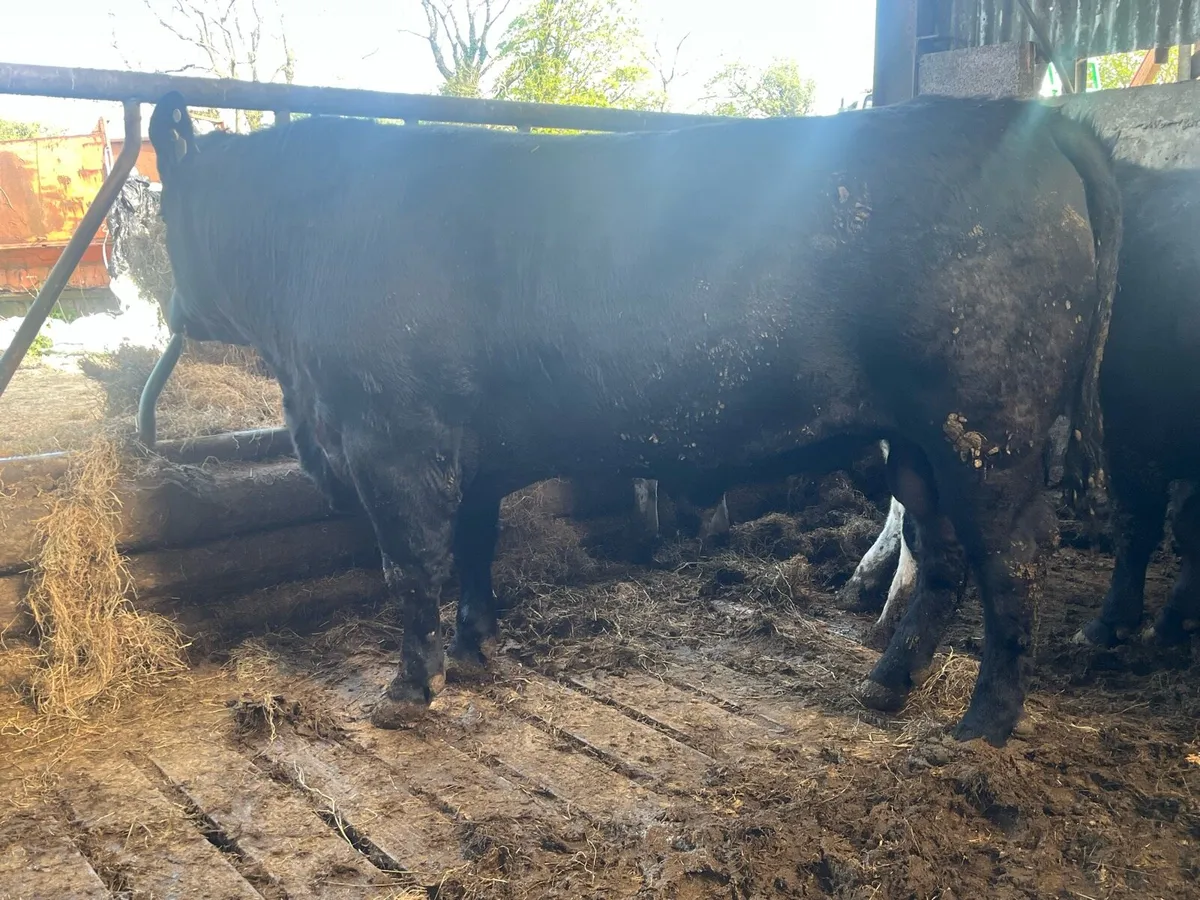 Angus AA Bulls - Image 2