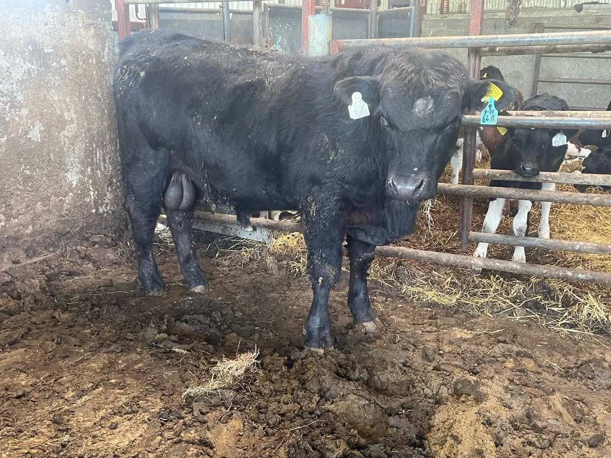 Angus AA Bulls - Image 3