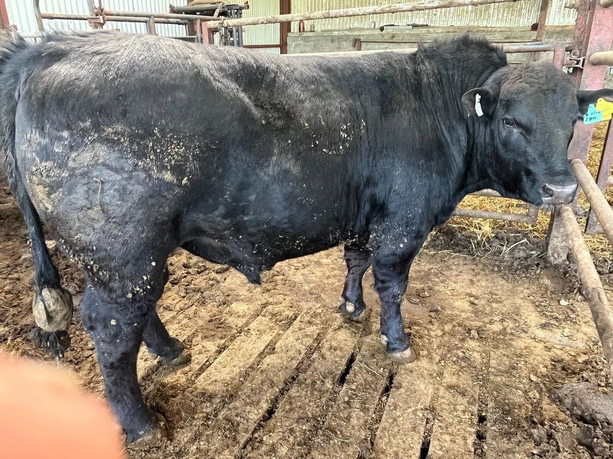Angus AA Bulls - Image 4