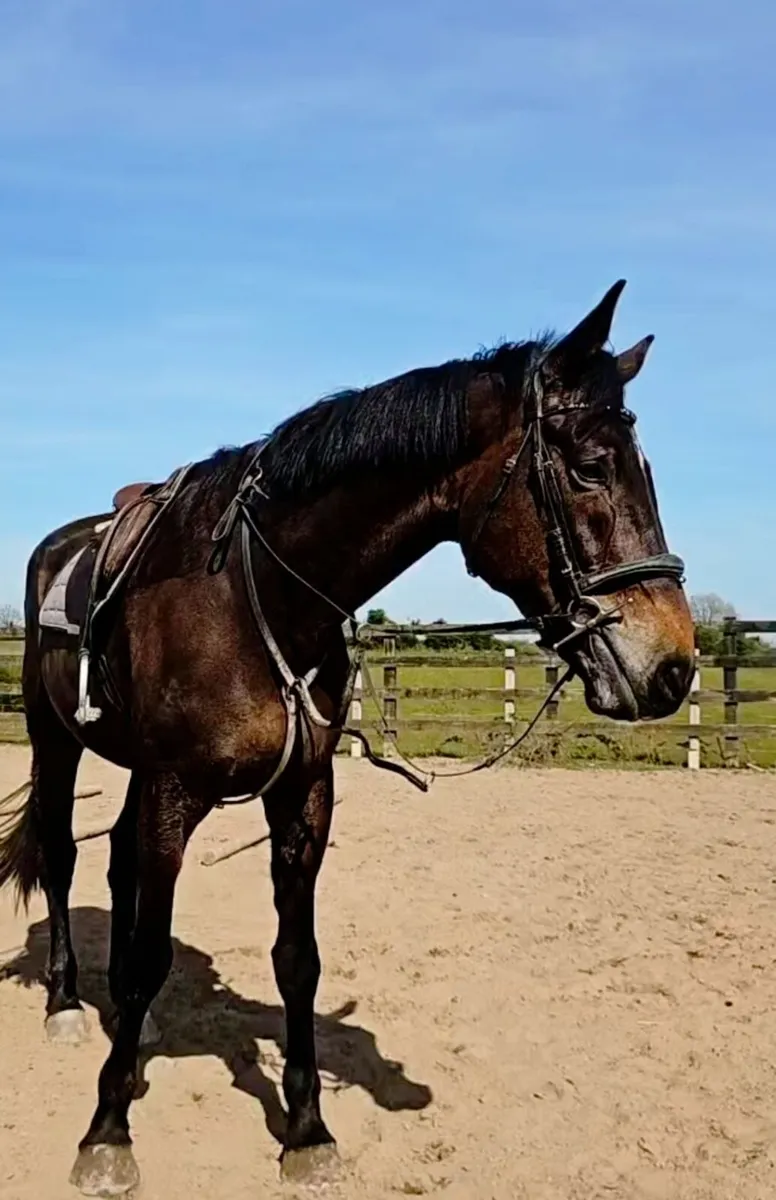 8 yo ISH Gelding. - Image 2