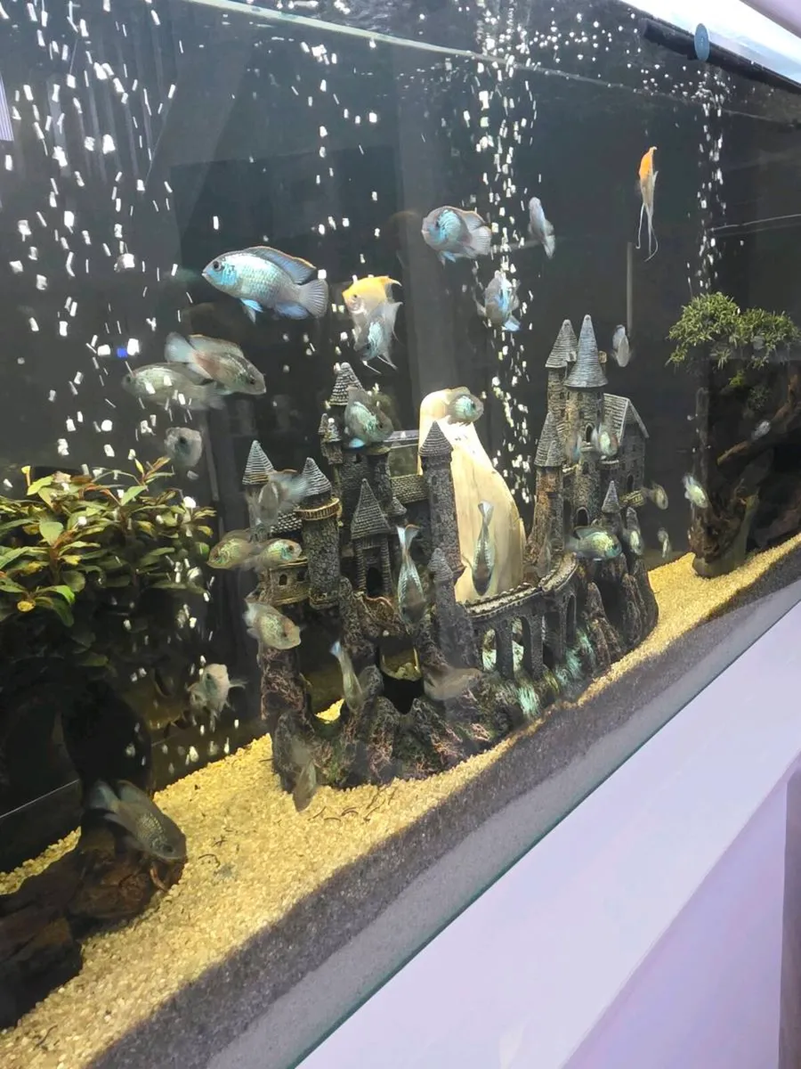 Electric Blue Acara / Fish 🐟 - Image 1