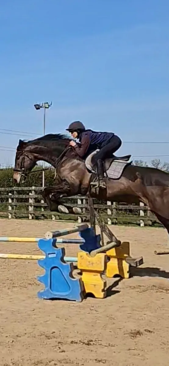 8 yo ISH Gelding. - Image 3