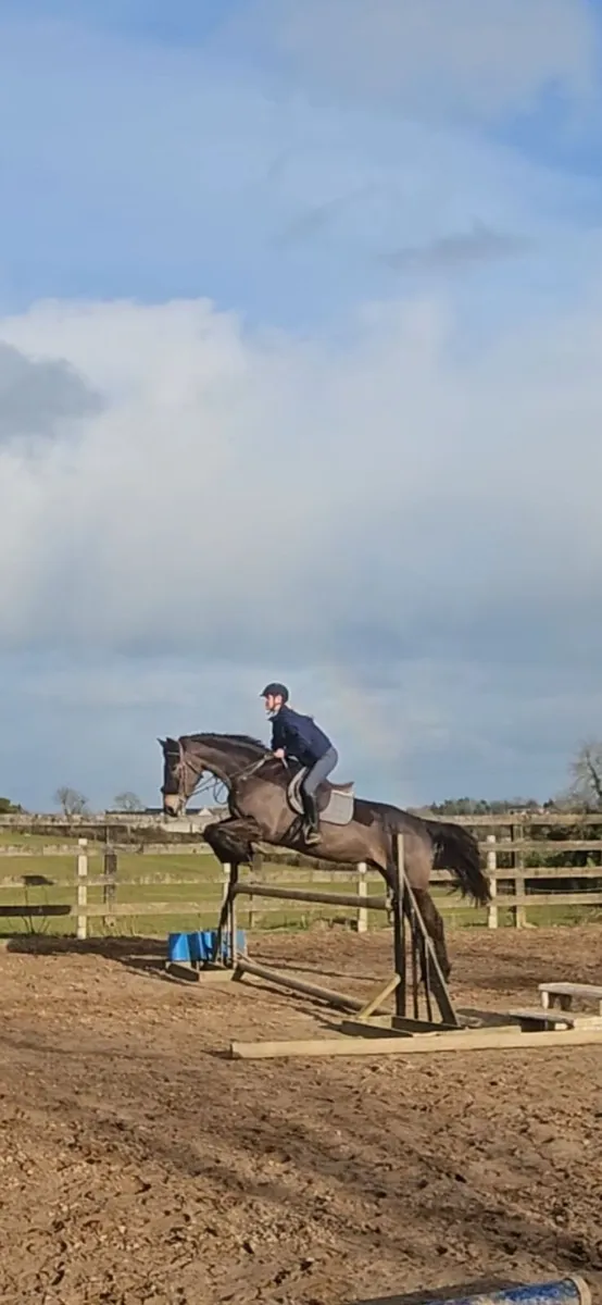 8 yo ISH Gelding. - Image 4