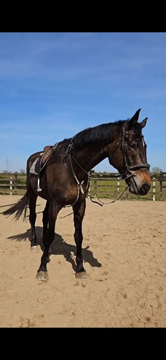 8 yo ISH Gelding. - Image 1