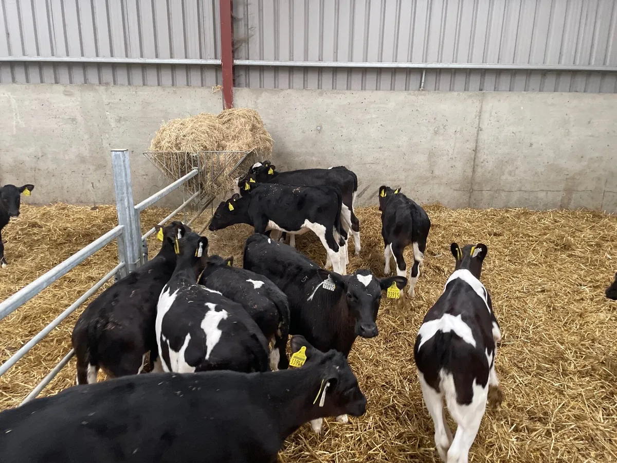 High EBI Fr  reared fr heifer calves - Image 1