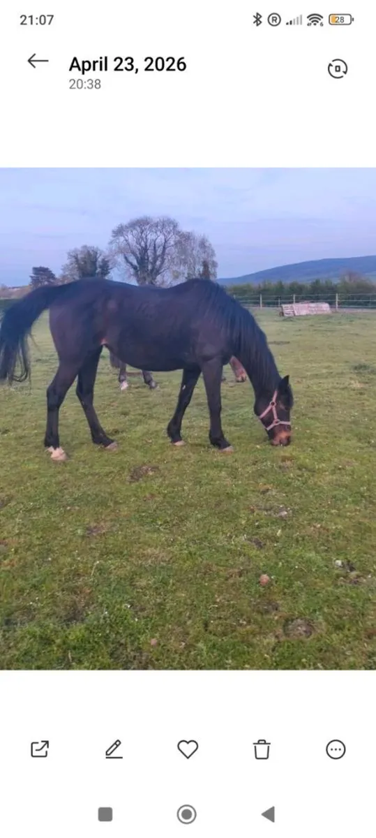 TIH Broodmare - Image 3