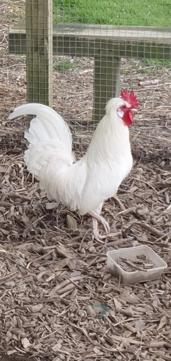 Free Rooster