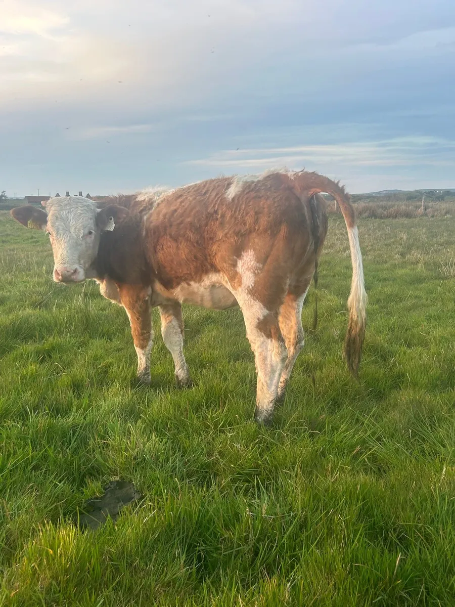 PBR 5⭐️ SI Heifer - Image 1