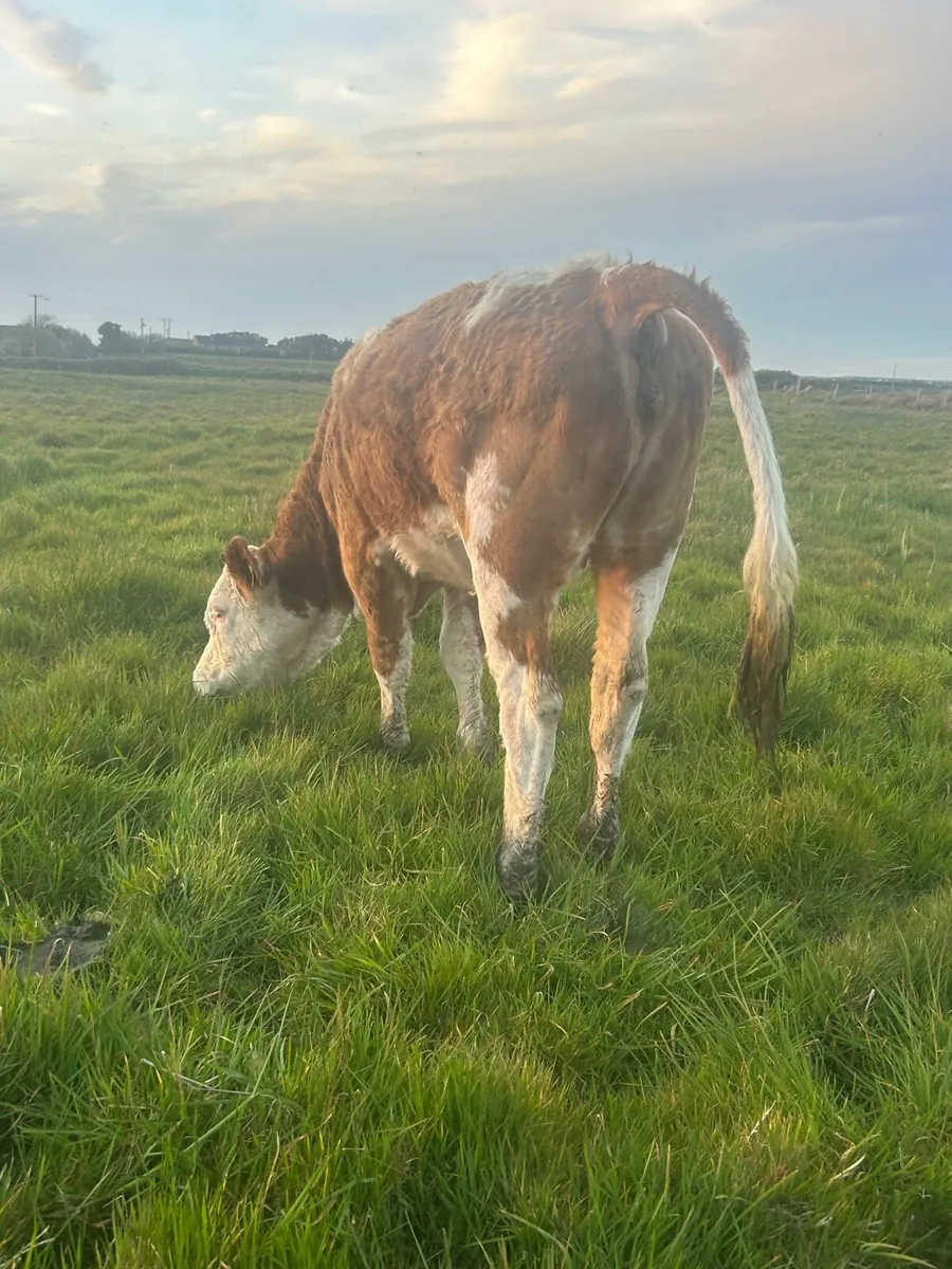 PBR 5⭐️ SI Heifer - Image 2