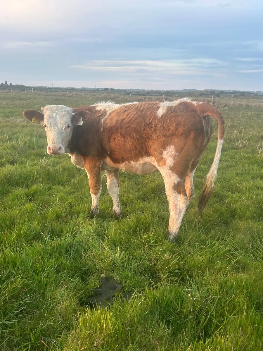 PBR 5⭐️ SI Heifer - Image 3