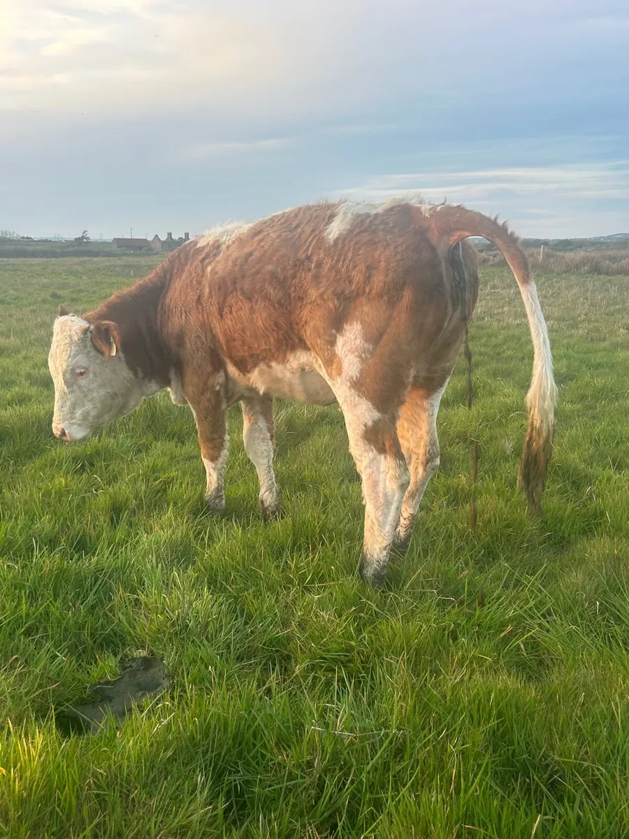 PBR 5⭐️ SI Heifer - Image 4