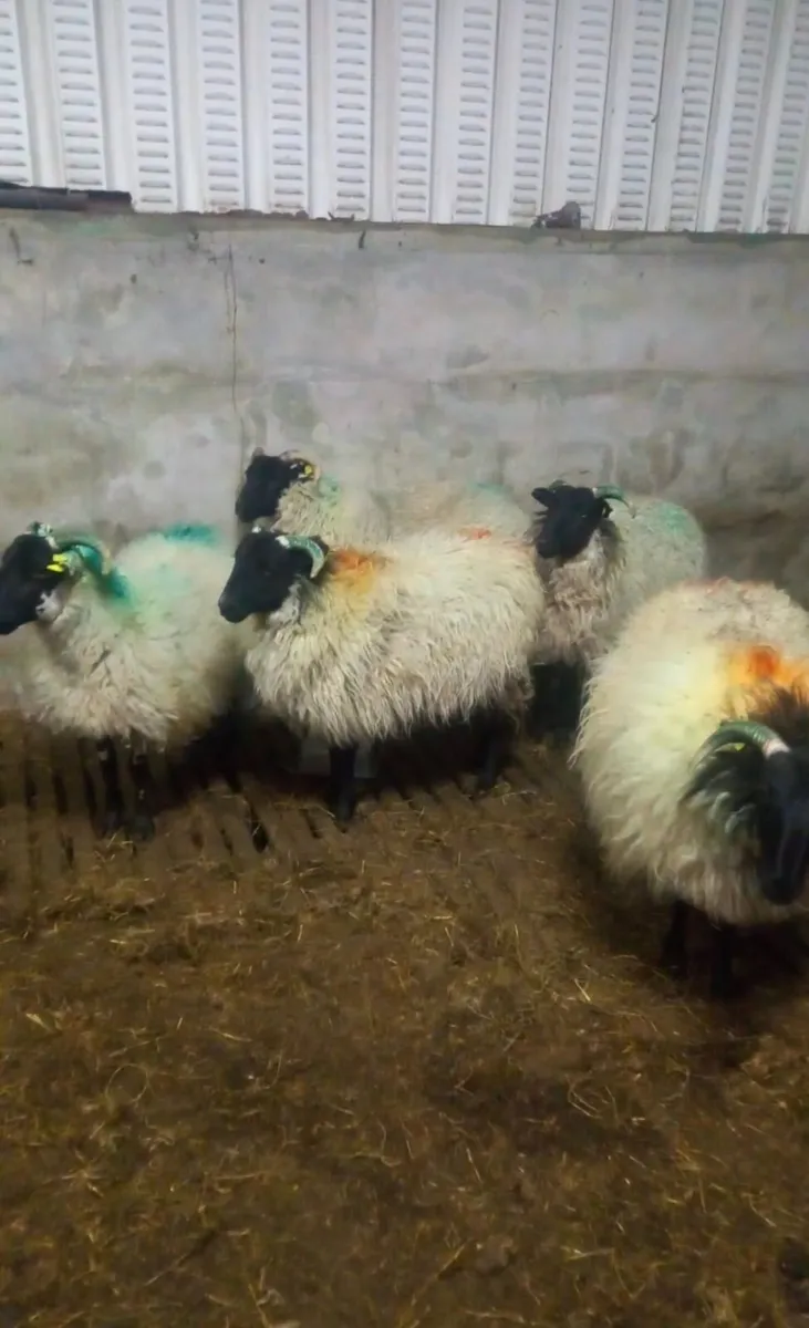 Westie Hoggets - Image 1