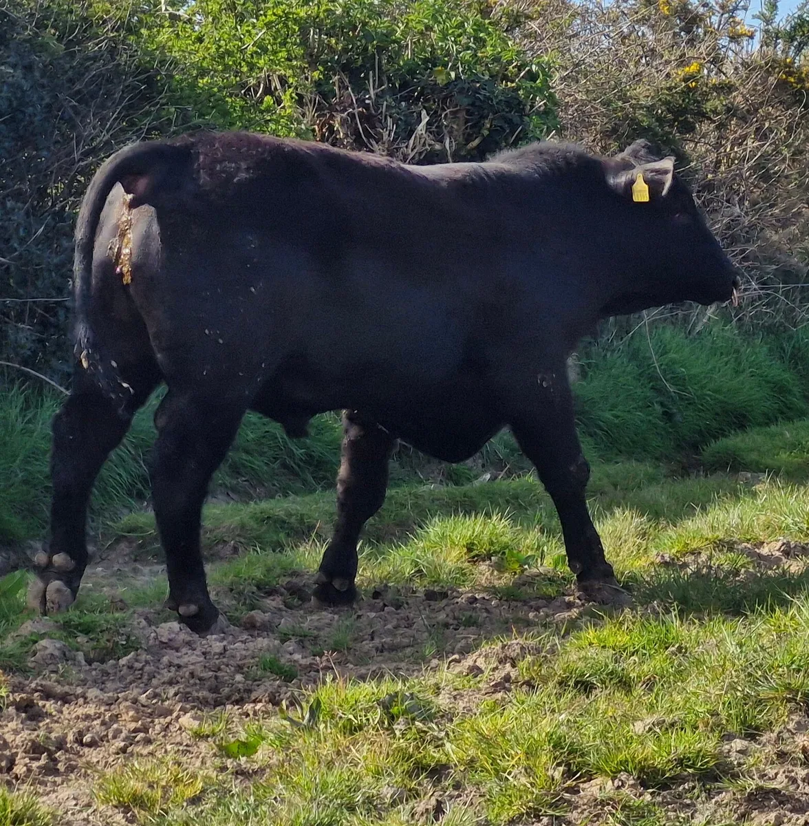 Pedigree Angus Bull - Image 3