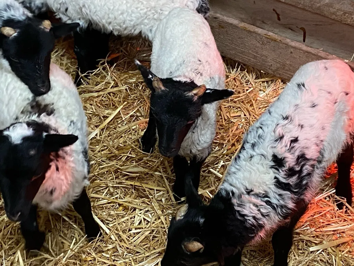 20 Pet Lambs - Image 4