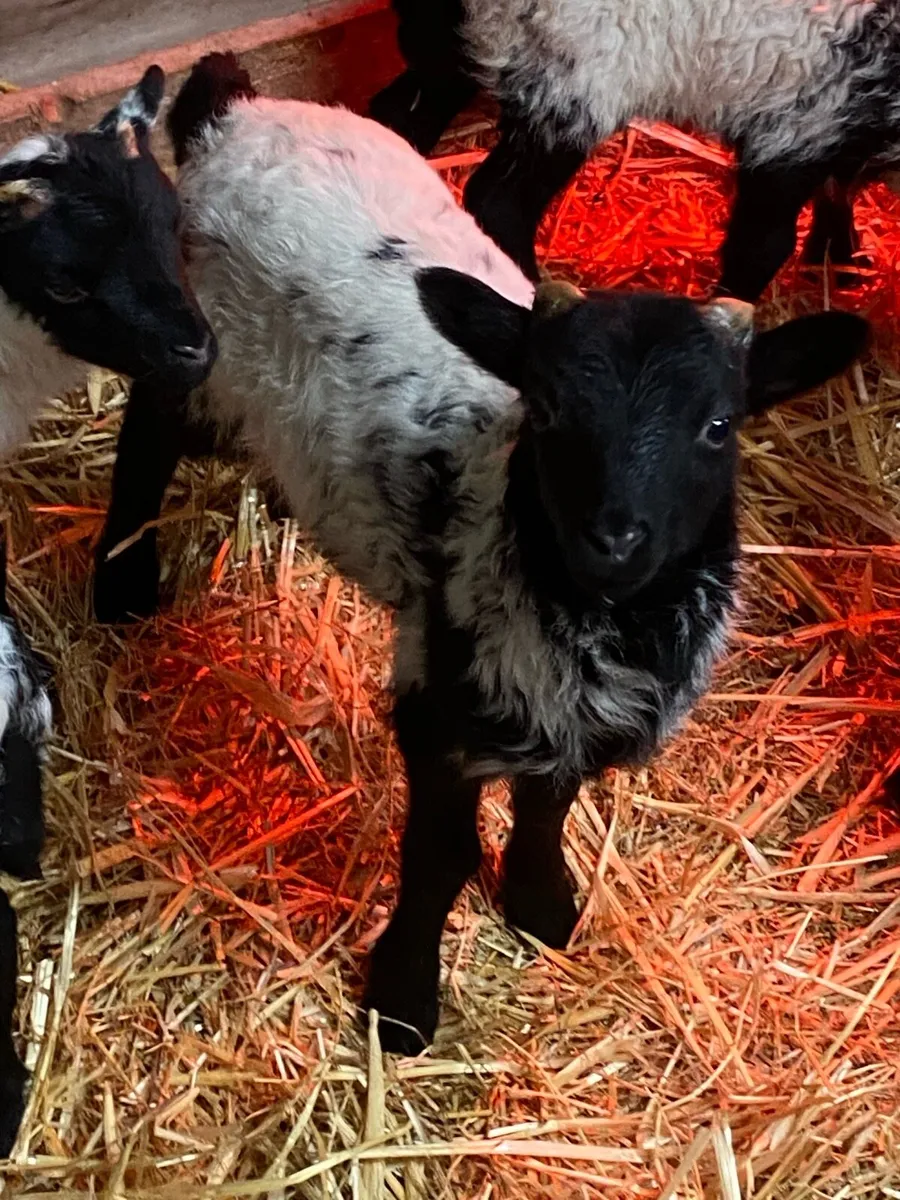 20 Pet Lambs - Image 3