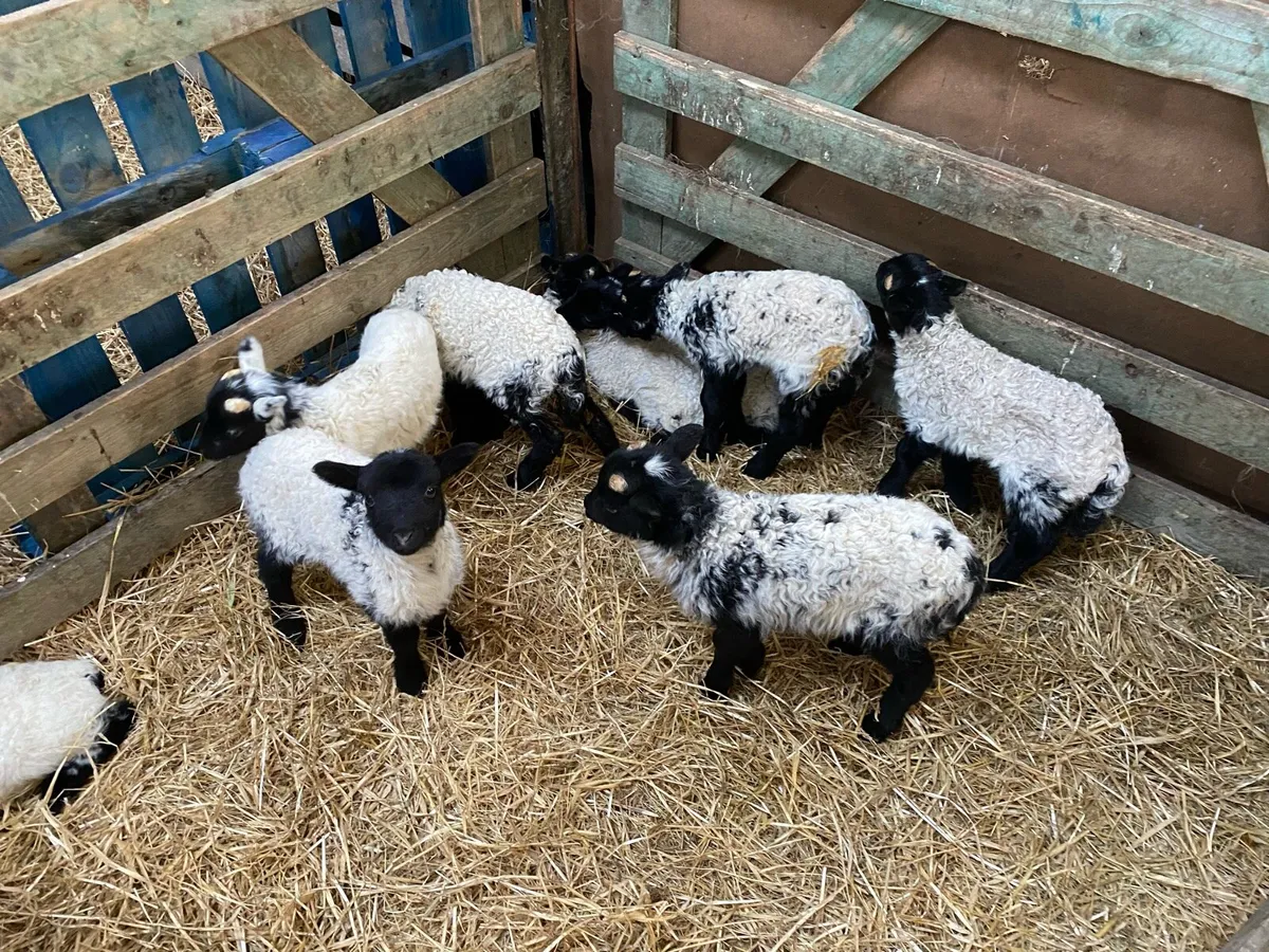 20 Pet Lambs - Image 2