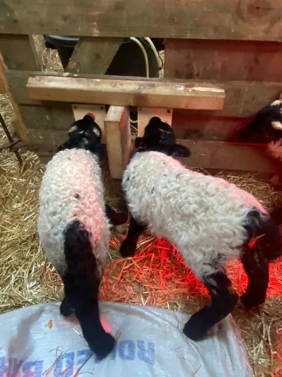 20 Pet Lambs - Image 1