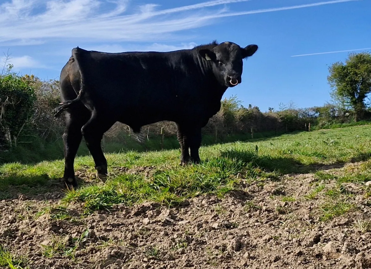 Pedigree Angus Bull - Image 3