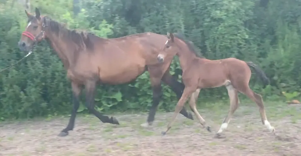 Lux Z broodmare - Image 1