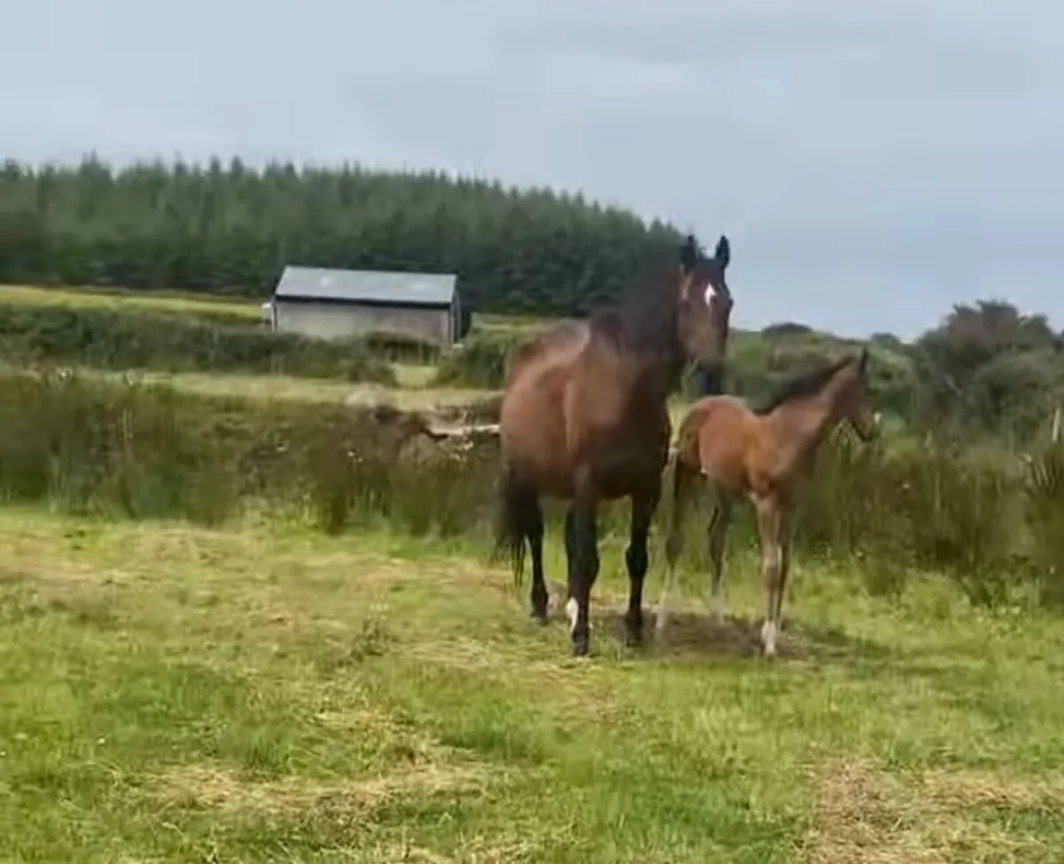 Lux Z broodmare - Image 2