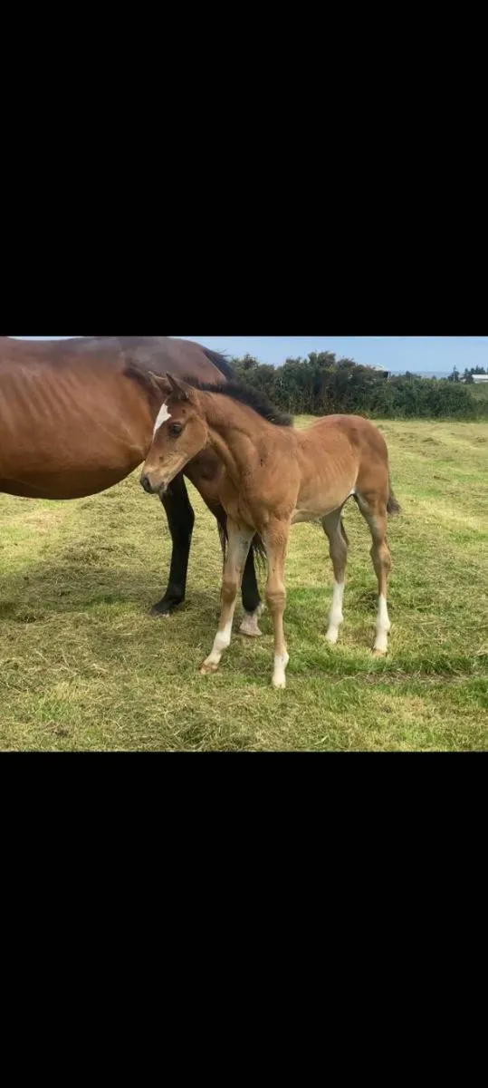 Lux Z broodmare - Image 3