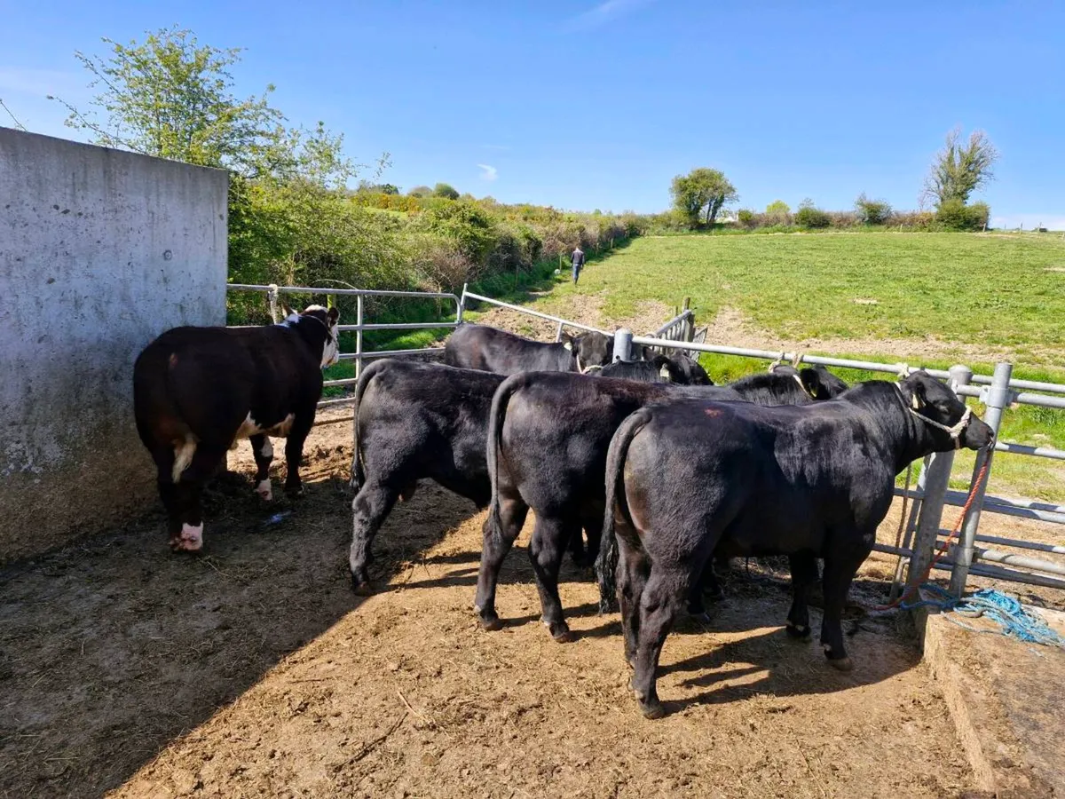 Pedigree Angus Bull - Image 2