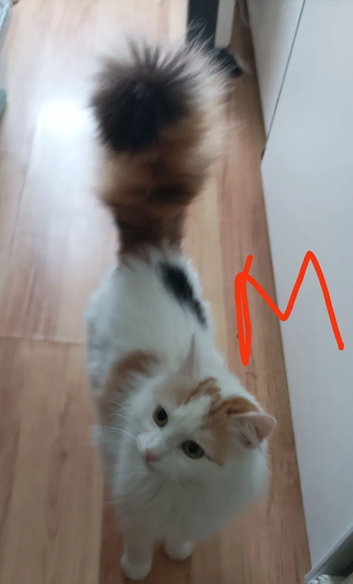 Turkish Van  kittens - Image 4