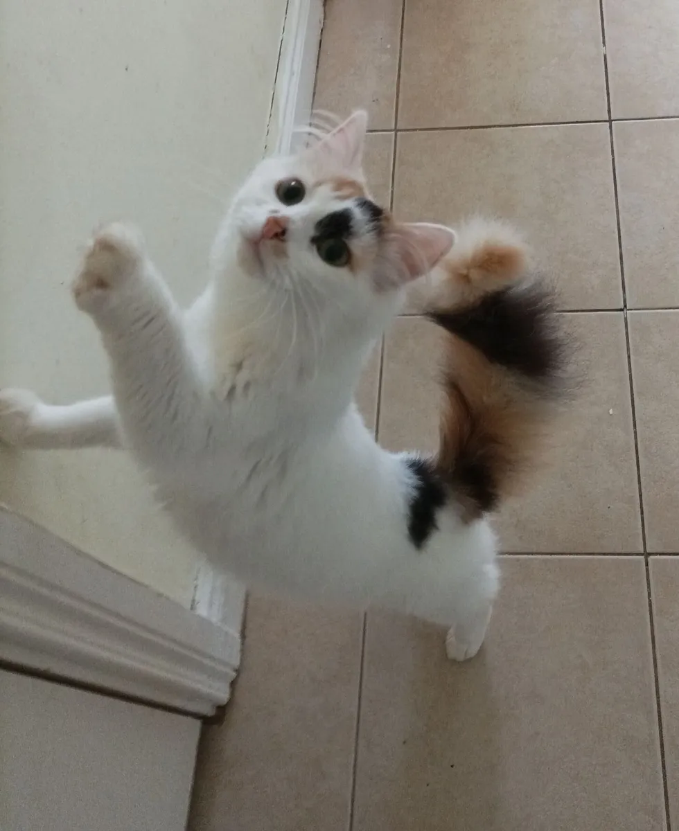 Turkish Van  kittens - Image 3