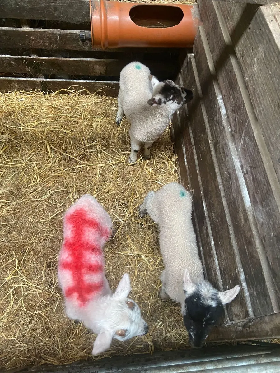 Foster lambs - Image 1