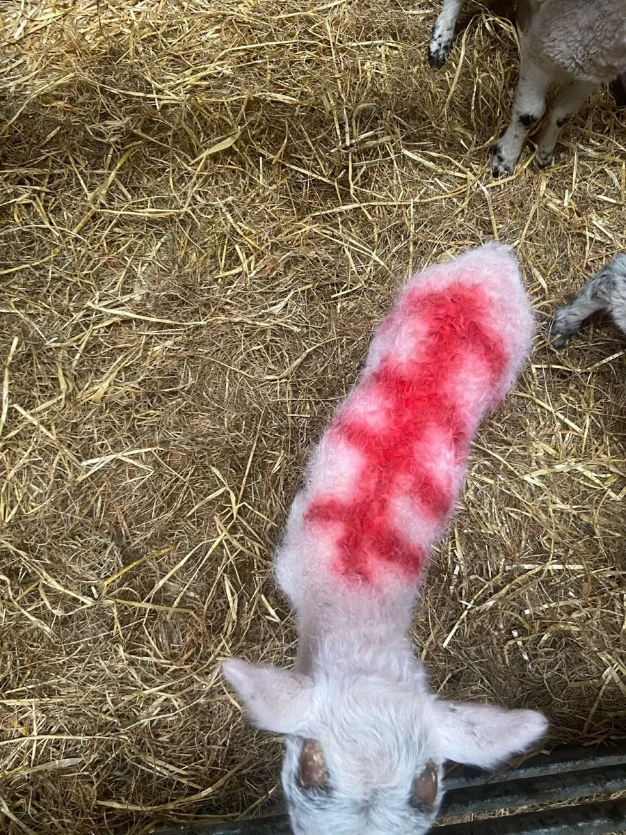 Foster lambs - Image 2