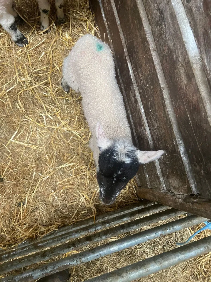 Foster lambs - Image 3