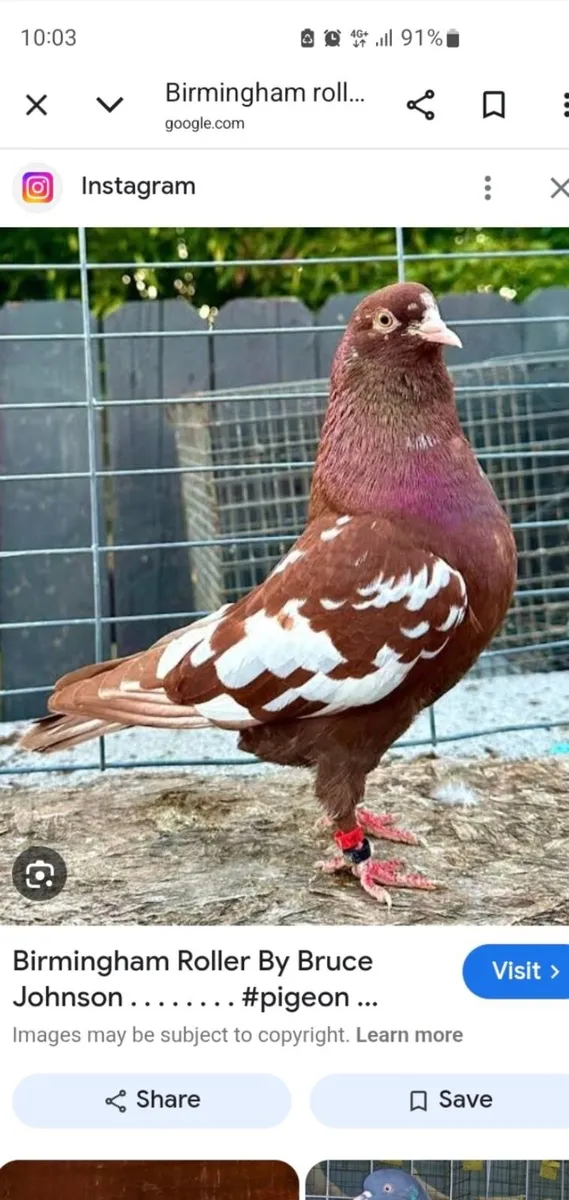 Wanted Birmingham Rollers - Image 2