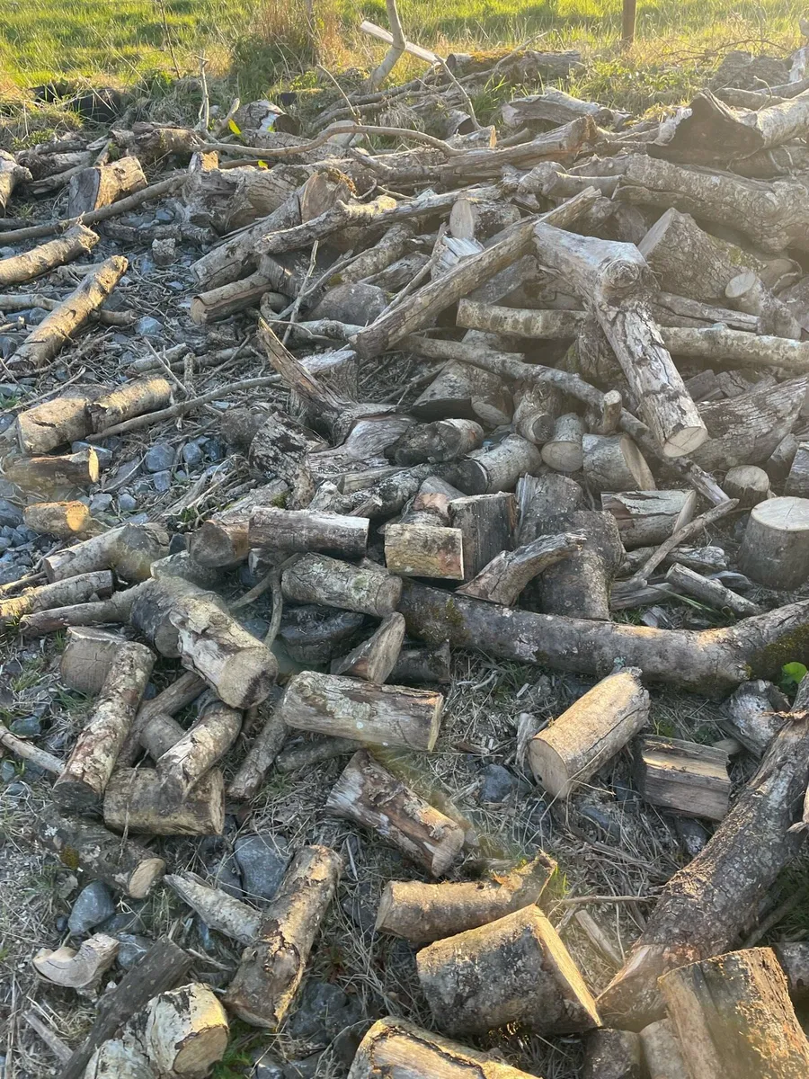 Cheap Ash firewood - Image 2
