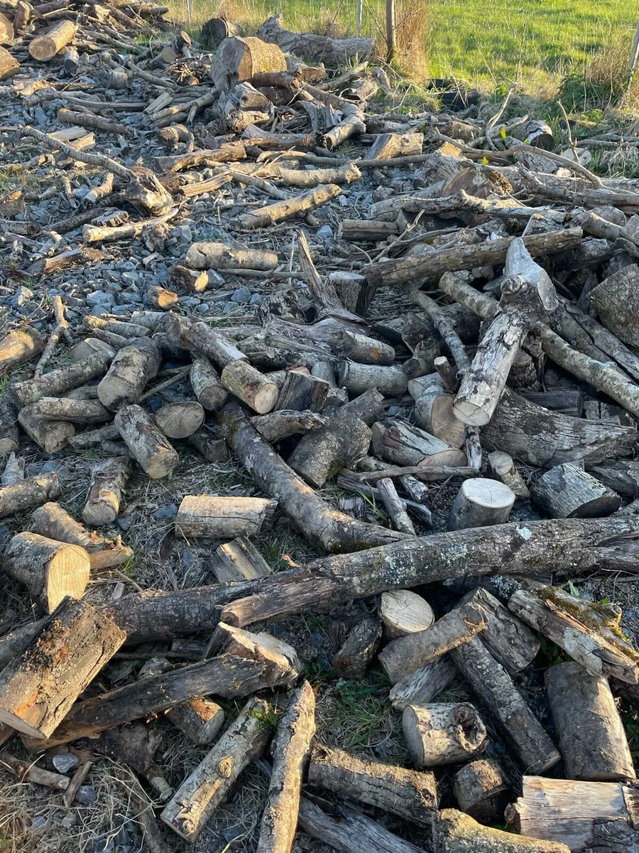 Cheap Ash firewood - Image 3