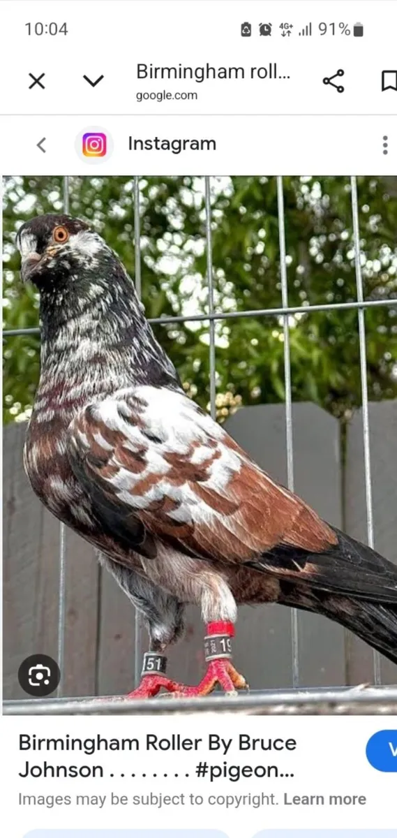 Wanted Birmingham Rollers - Image 1