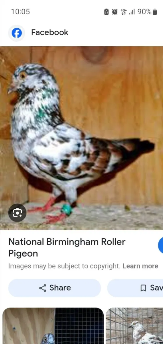 Wanted Birmingham Rollers - Image 3