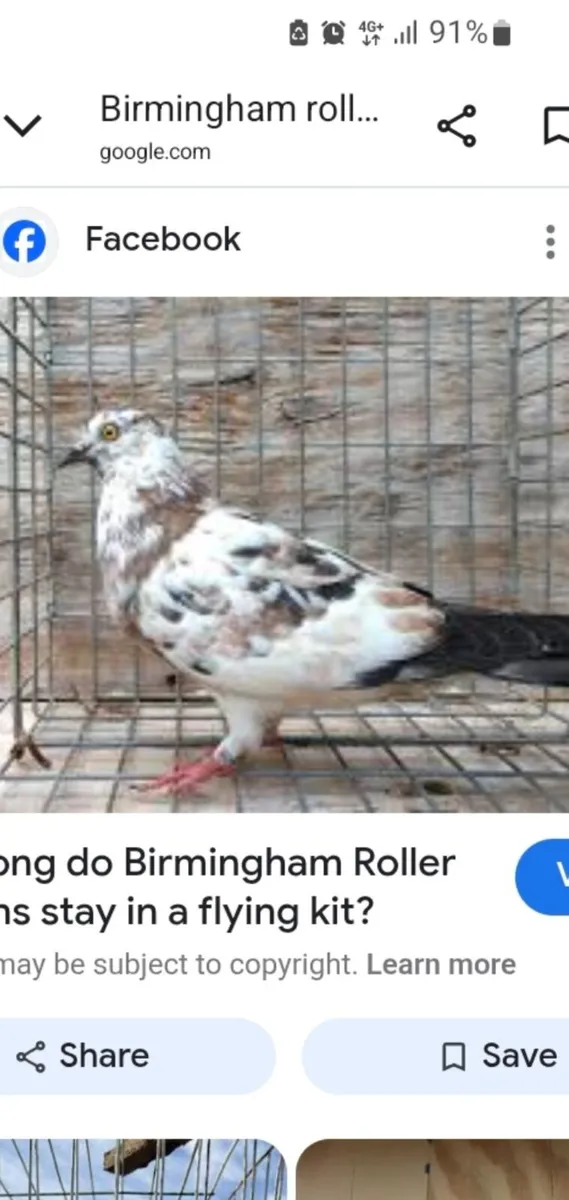 Wanted Birmingham Rollers - Image 4