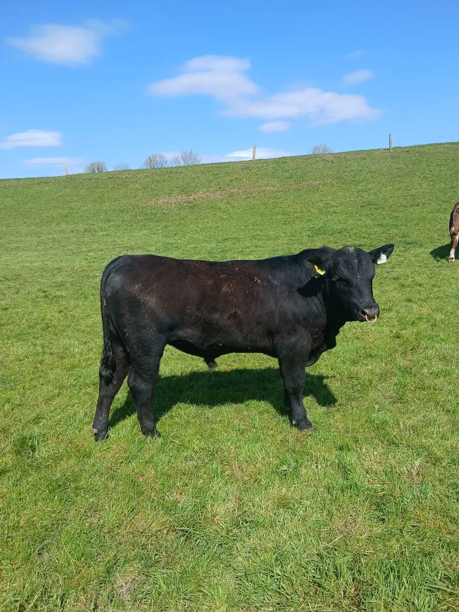 Pedigree Angus & Pedigree Hereford Bulls - Image 1