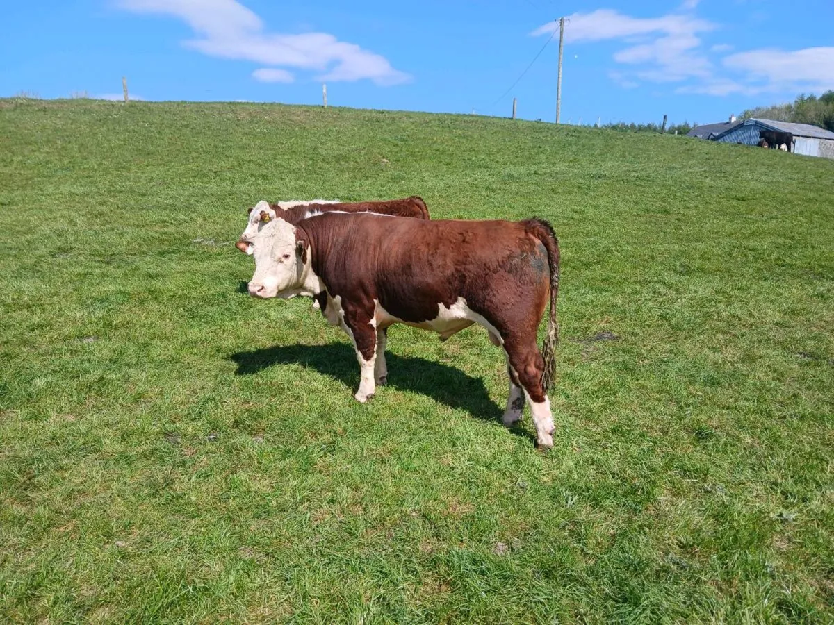 Pedigree Angus & Pedigree Hereford Bulls - Image 3