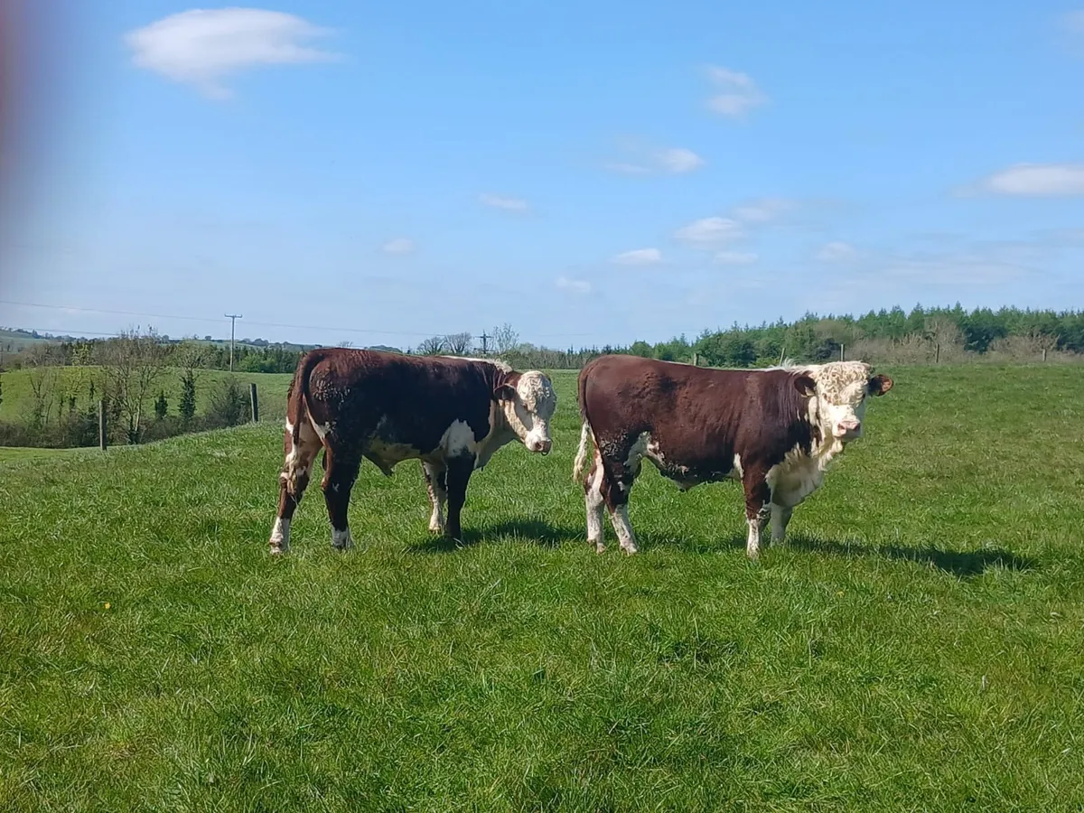 Pedigree Angus & Pedigree Hereford Bulls - Image 2