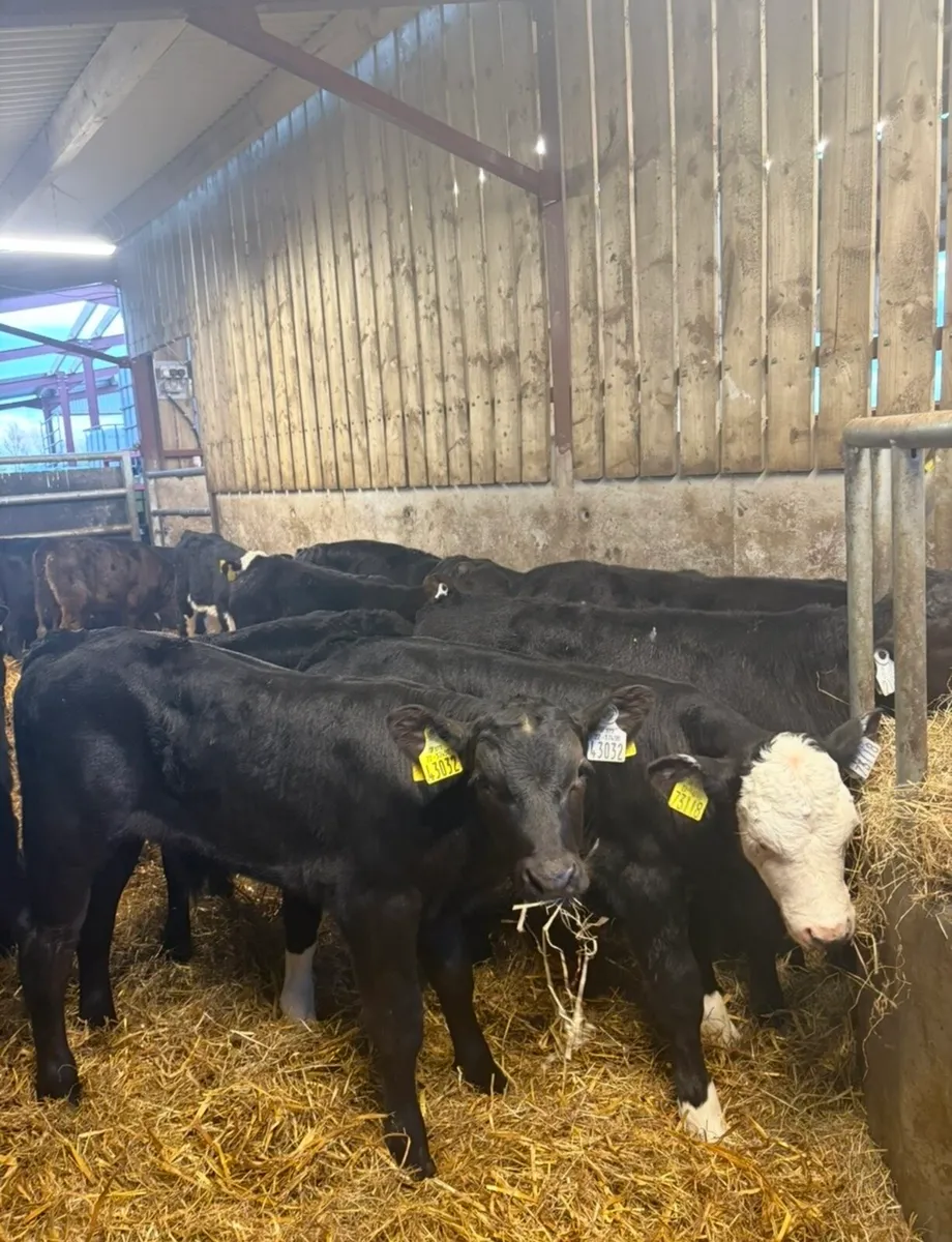 20 super 2 month old bull calves 🔥 - Image 1