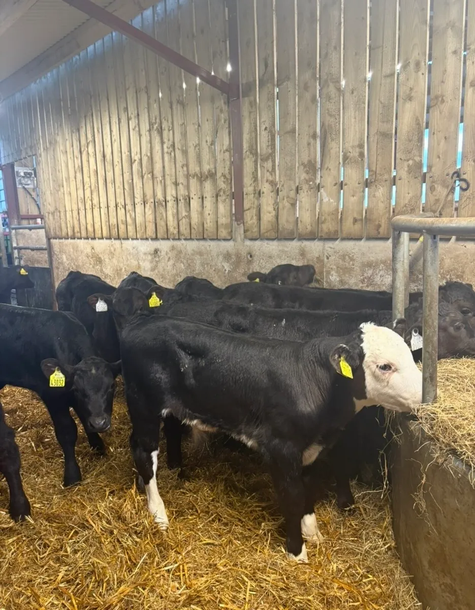 20 super 2 month old bull calves 🔥 - Image 2