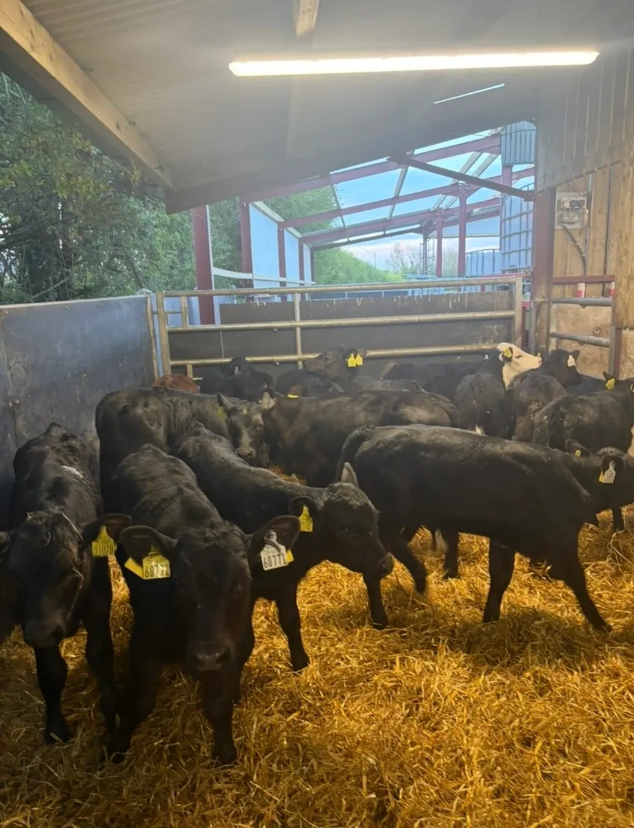 20 super 2 month old bull calves 🔥 - Image 3